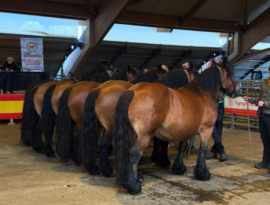 Concurso Regional de Ganado Equino